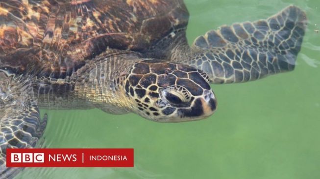 Tujuh Orang Meninggal Usai Keracunan Daging Penyu di Tanzania