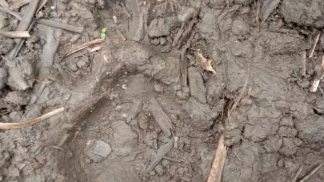 Jejak Harimau Ditemukan di Kebun Dekat Pemukiman Warga Kampar