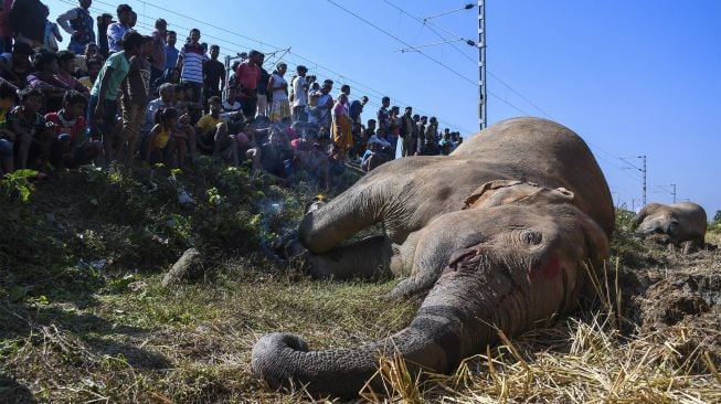 Penduduk desa menyaksikan dua gajah yang mati setelah bertabrakan dengan kereta api di Morigaon, Assam, India, pada (1/12/2021). [BIJU BORO / AFP]