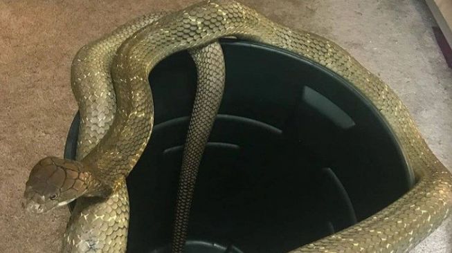 Ketika Tergigit Ular Cobra atau Piton, Ini Cara Menanganinya