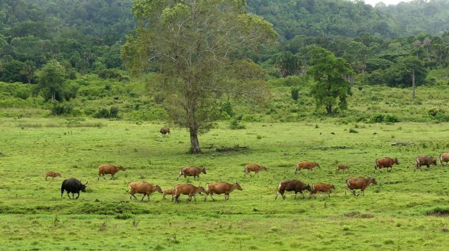 Banteng Jawa (bos javanicus) berada di padang savana Sadengan, Taman Nasional Alas Purwo, Banyuwangi, Jawa Timur, Sabtu (4/12/2021).  ANTARA FOTO/Budi Candra Setya