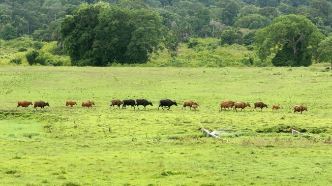 Banteng Jawa (bos javanicus) berada di padang savana Sadengan, Taman Nasional Alas Purwo, Banyuwangi, Jawa Timur, Sabtu (4/12/2021).  ANTARA FOTO/Budi Candra Setya