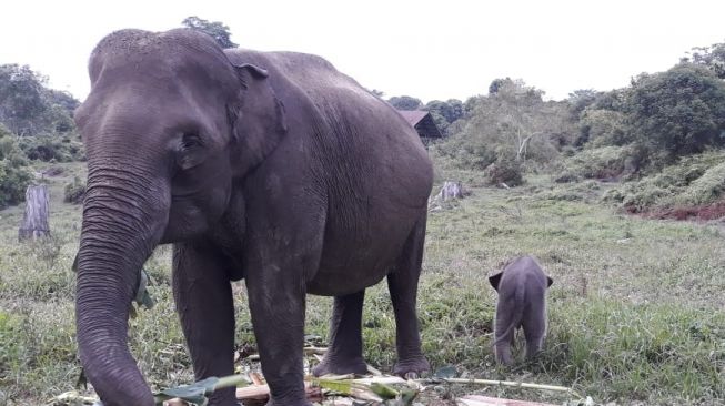 Taman Nasional Tesso Nilo Kelahiran Anak Gajah Sumatera Hasil Breeding