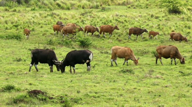 Banteng Jawa (bos javanicus) berada di padang savana Sadengan, Taman Nasional Alas Purwo, Banyuwangi, Jawa Timur, Sabtu (4/12/2021).  ANTARA FOTO/Budi Candra Setya