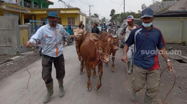 Kerugian Ternak Korban Letusan Gunung Semeru, 138 Kambing dan 23 Sapi Mati