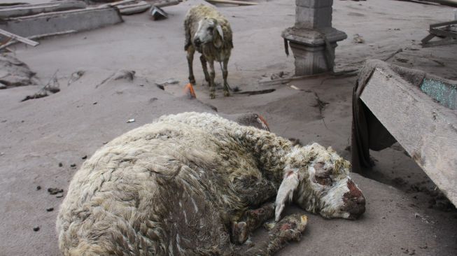 Dua hewan ternak yang mengalami luka bakar berada di depan reruntuhan sebuah rumah di Pronojiwo Lumajang, Jawa Timur, Minggu (5/12/2021).ANTARA FOTO/Ari Bowo Sucipto