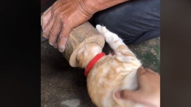 Kepala Kucing Terjebak di Lubang Bambu, Warganet Penasaran Akhirnya