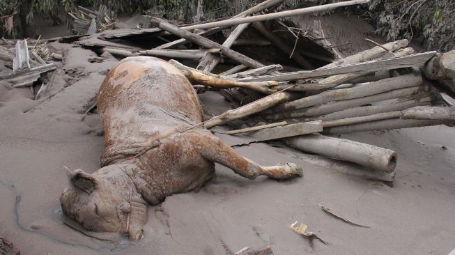 Seekor sapi milik warga mati akibat terkena awan panas di Pronojiwo, Lumajang, Jawa Timur, Minggu (5/12/2021).  ANTARA FOTO/Ari Bowo Sucipto
