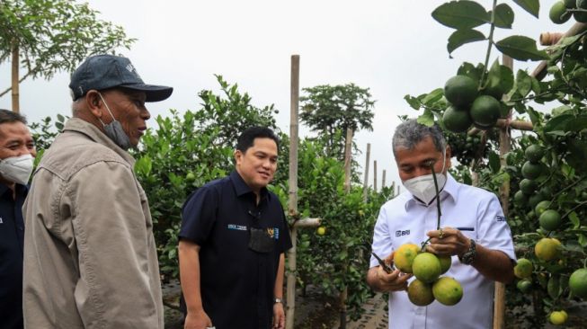 Menteri BUMN dan Dirut BRI Kunjungi Klaster Usaha Pertanian di Bandung