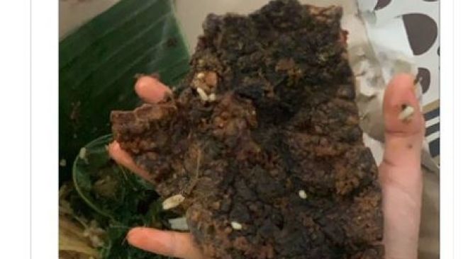 Viral Warganet Syok Lihat Ukuran Jeroan di Nasi Padang, Publik: Perokok Aktif Itu