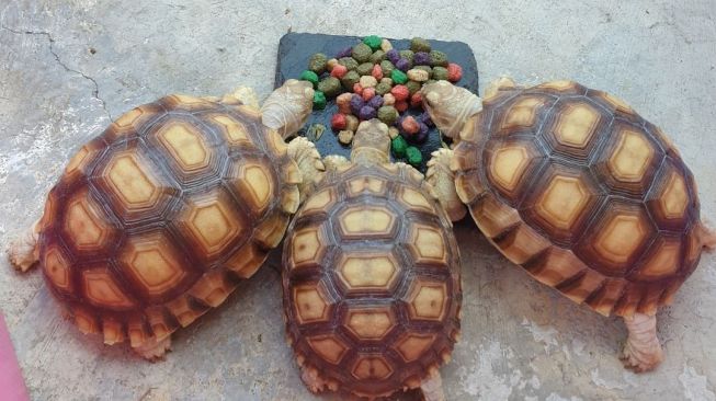 Tortoise atau kura-kura darat. [Instagram @lookchublookchin]