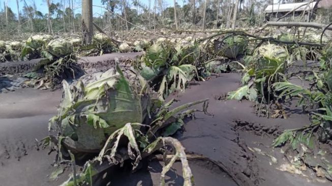 Tanaman Kena Abu Semeru, Petani Cabai di Supiturang Lumajang Pasrah Gagal Panen