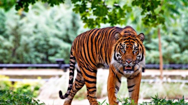 Harimau Sumatera Kembali Buru Sapi, Warga Agam Resah