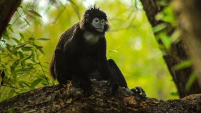 Lutung Jawa di tengah pohon mangrove Desa Pantai Bahagia, Kecamatan Muaragembong, Kabupaten Bekasi, Jawa Barat. ANTARA/Pradita Kurniawan Syah