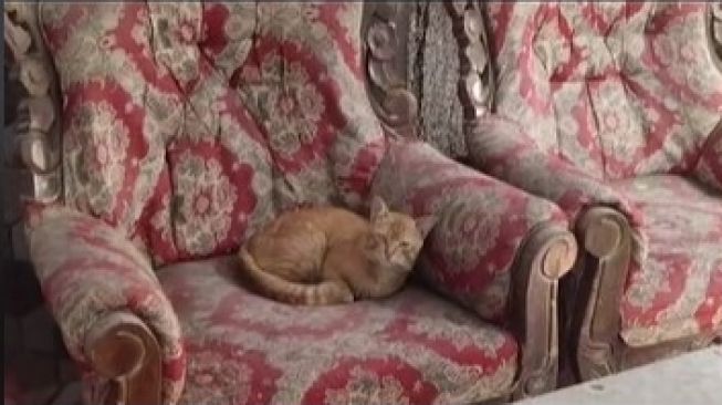 Viral, Kucing Oren Meringkuk Sendirian di Rumah Diduga Terdampak Erupsi Semeru