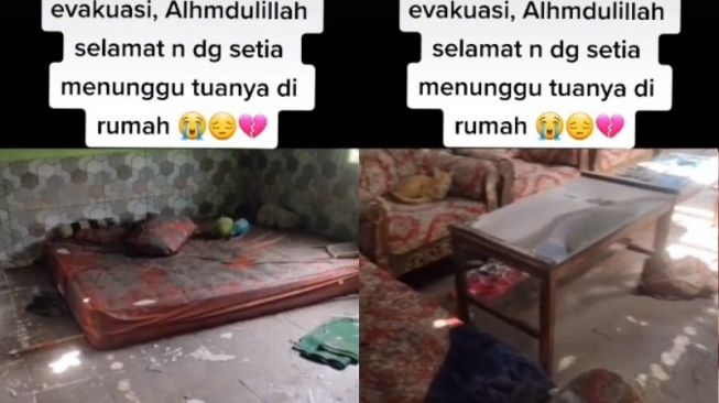 Tak Terevakuasi Pasca Semeru, Kucing Oranye Ditemukan Hidup di Rumah Penuh Abu