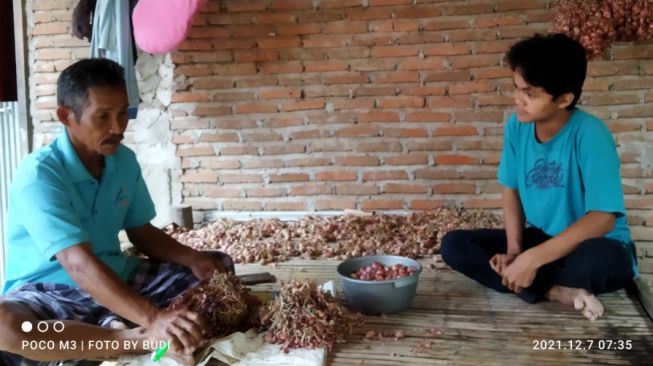 Curah Hujan Tinggi, Petani Bawang di Galung Paara Curhat Terpaksa Tunda Penanaman