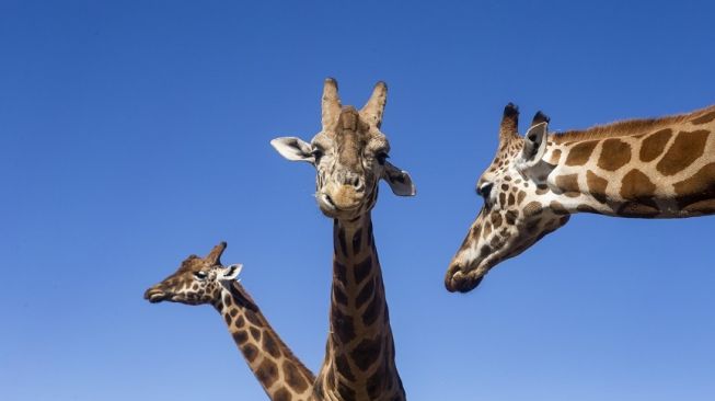 Mutangi, jerapah tertua di dunia mati. [Taronga.org.au]