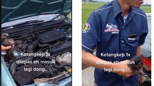 Seekor kucing bikin geger acara kopdar komunitas mobil (TikTok)