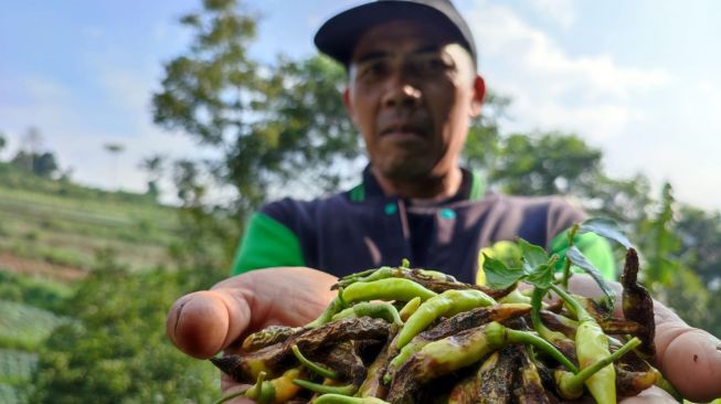 Petani di Lembang Biarkan Cabai Rawit Membusuk di Pohon saat Harganya Meroket
