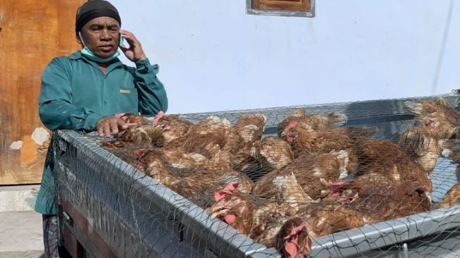 Terdampak Erupsi Semeru, Warga Lumajang Terpaksa Jual Ayam Petelurnya