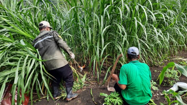 Petani di Gunungkidul memeriksa tanaman jagungnya usai diserang hama tikus yang menggila di wilayah tersebut. [Kontributor / Julianto]