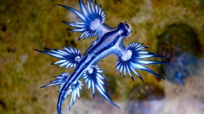 Siput Laut Biru: Kecil Mematikan Si Penguasa Lautan