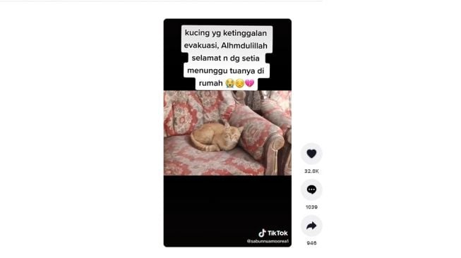 Kucing oranye ditemukan selamat dan tetinggal saat evakuasi. [TikTok] 