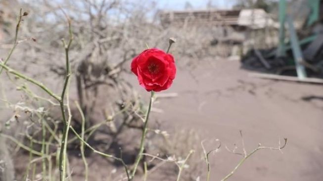 Khofifah Temukan Mawar Merah Selamat dari Letusan Gunung Semeru, Beri Pesan Mendalam