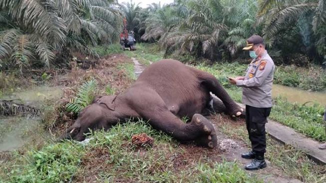 Gajah Betina Mati di Kebun Sawit Riau, Diduga Gegara Tersengat Listrik