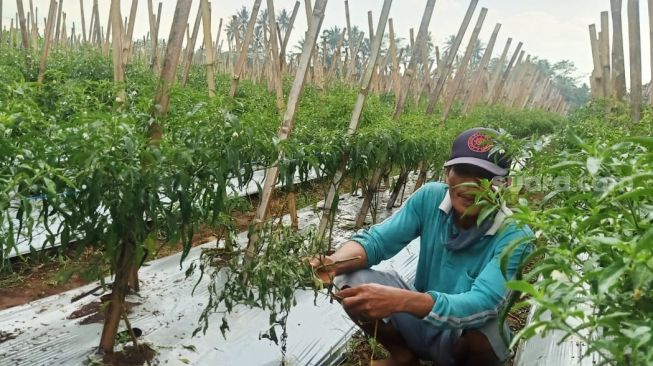 Apes! Harga Mulai Tinggi, Sekuintal Cabai Milik Petani di Banjarnegara Malah Dimaling