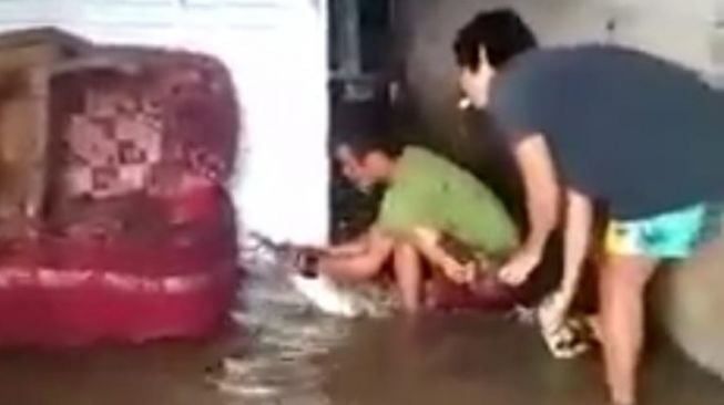 Viral Video Warga Tangkap Buaya yang Masuk Rumah Warga di Pangkalpinang