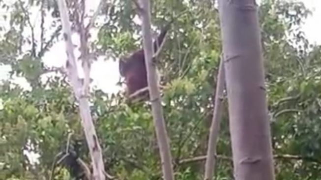 Tampak seekor orangutan bergelantungan di atas dahan pohon sekitar area pemakaman di Dusun Semanai, Desa Simpang Tiga, Kecamatan Sukadana. (Ist)