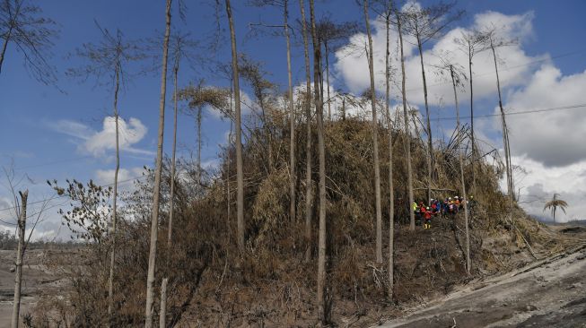 Tim SAR gabungan melakukan pencarian korban di area aliran awan panas guguran Gunung Semeru di Curah Koboan, Lumajang, Jawa Timur, Jumat (10/12/2021).  ANTARA FOTO/Zabur Karuru