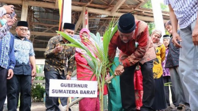 Kelapa Hybrida Jenis Pandan Wangi Mulai Ditanam di Pessel