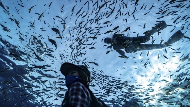 Pengunjung melihat penyelam berpakaian Sinterklas memberi makan ikan di akuarium Hakkeijima Sea Paradise, Yokohama, Jepang, pada (10/12/2021). [PHILIP FONG / AFP]