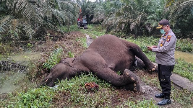 Polisi mengamati bangkai gajah Sumatera (Elephas Maximus Sumatranus) saat ditemukan di Desa Koto Pait Beringin, Kecamatan Tualang Mandau, Bengkalis, Riau, Jumat (10/12/2021). [ANTARA FOTO/Irwansyah]