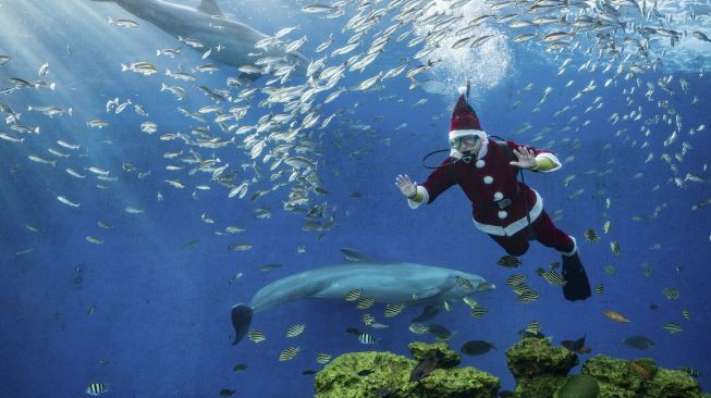 Seorang penyelam berpakaian Sinterklas memberi makan ikan di akuarium Hakkeijima Sea Paradise, Yokohama, Jepang, pada (10/12/2021). [PHILIP FONG / AFP]