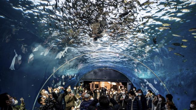 Pengunjung melihat seorang penyelam yang berpakaian Sinterklas saat memberi makan ikan di akuarium Hakkeijima Sea Paradise, Yokohama, Jepang, pada (10/12/2021). [PHILIP FONG / AFP]