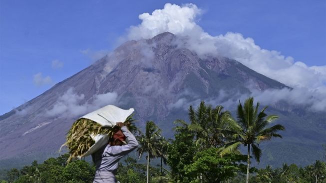 Petani mengangkut hasil panen padi dengan latar belakang Gunung Semeru di Desa Sumber Mujur, Candipuro, Lumajang, Jawa Timur, Sabtu (11/12/2021). [ANTARA FOTO/Budi Candra Setya]