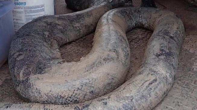 Heboh Pekerja Temukan Dua Ular Raksasa di Lokasi Proyek, Beratnya Capai 250 Kg