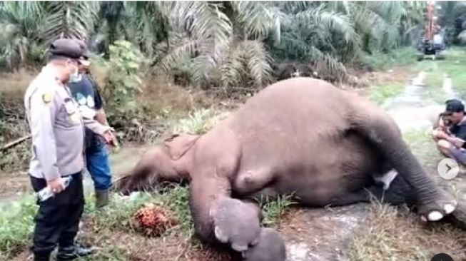 Pembunuh Gajah Sumatera Dihukum 42 Bulan Penjara