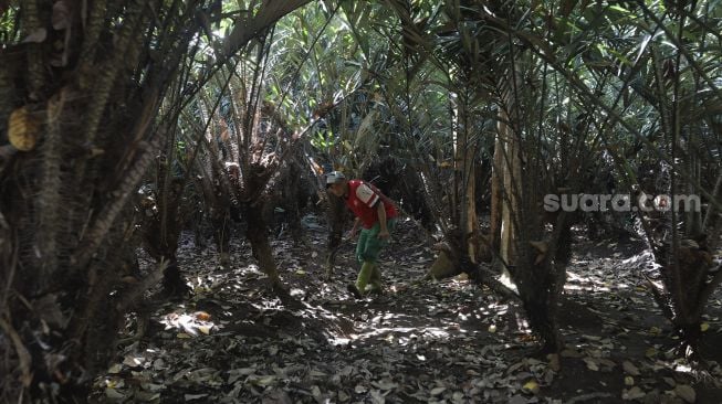 Petugas memanen buah salak di Cagar Buah Condet, Jakarta, Senin (13/12/2021). [Suara.com/Angga Budhiyanto]