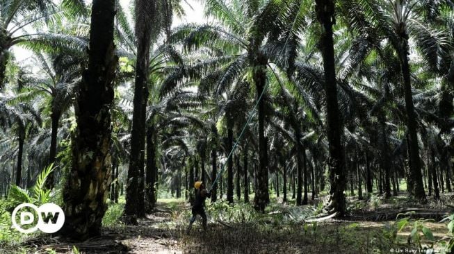 Uni Eropa: Konsumsi Biodiesel 2031 Akan Turun, Impor Minyak Sawit Dibatasi