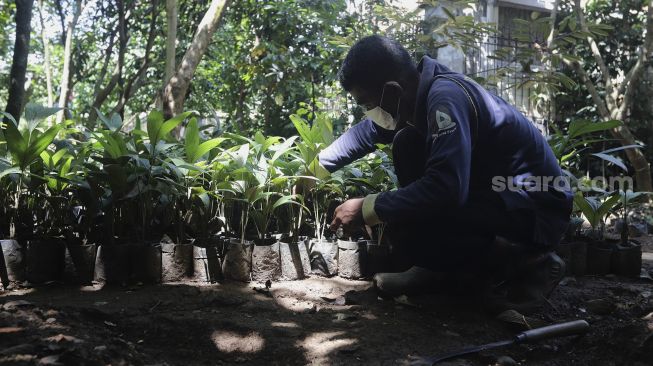 Petugas menata bibit pohon salak di Cagar Buah Condet, Jakarta, Senin (13/12/2021). [Suara.com/Angga Budhiyanto]