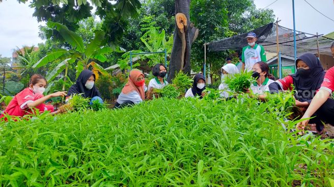 Panen kangkung di KBA Pinang juga merefleksikan semangat alih generasi. Tampak pengurus Proklim berusia di atas 55 tahun (tepatnya 70 tahun) tengah mengarahkan generasi muda usia 18-an tahun [Suara.com/CNR ukirsari].