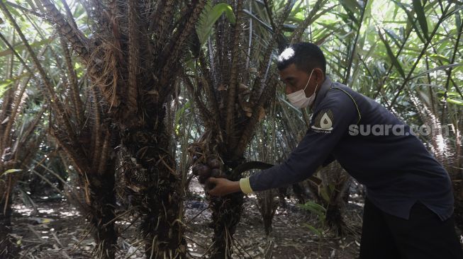 Petugas memanen buah salak di Cagar Buah Condet, Jakarta, Senin (13/12/2021). [Suara.com/Angga Budhiyanto]