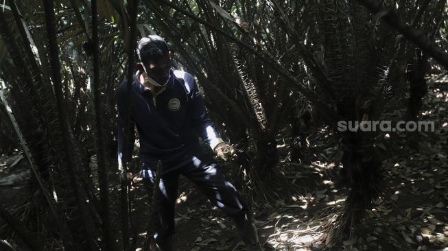 Petugas memanen buah salak di Cagar Buah Condet, Jakarta, Senin (13/12/2021). [Suara.com/Angga Budhiyanto]