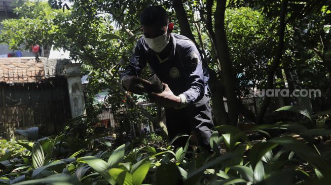 Petugas menata bibit pohon salak di Cagar Buah Condet, Jakarta, Senin (13/12/2021). [Suara.com/Angga Budhiyanto]