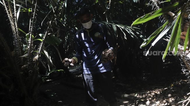 Petugas memanen buah salak di Cagar Buah Condet, Jakarta, Senin (13/12/2021). [Suara.com/Angga Budhiyanto]